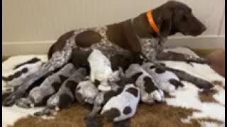 German Shorthaired Pointer puppies