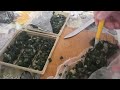 Как заготовить лук на зиму.