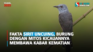 Fakta Sirit Uncuing, Burung dengan Mitos Kicauannya Membawa Kabar Kematian