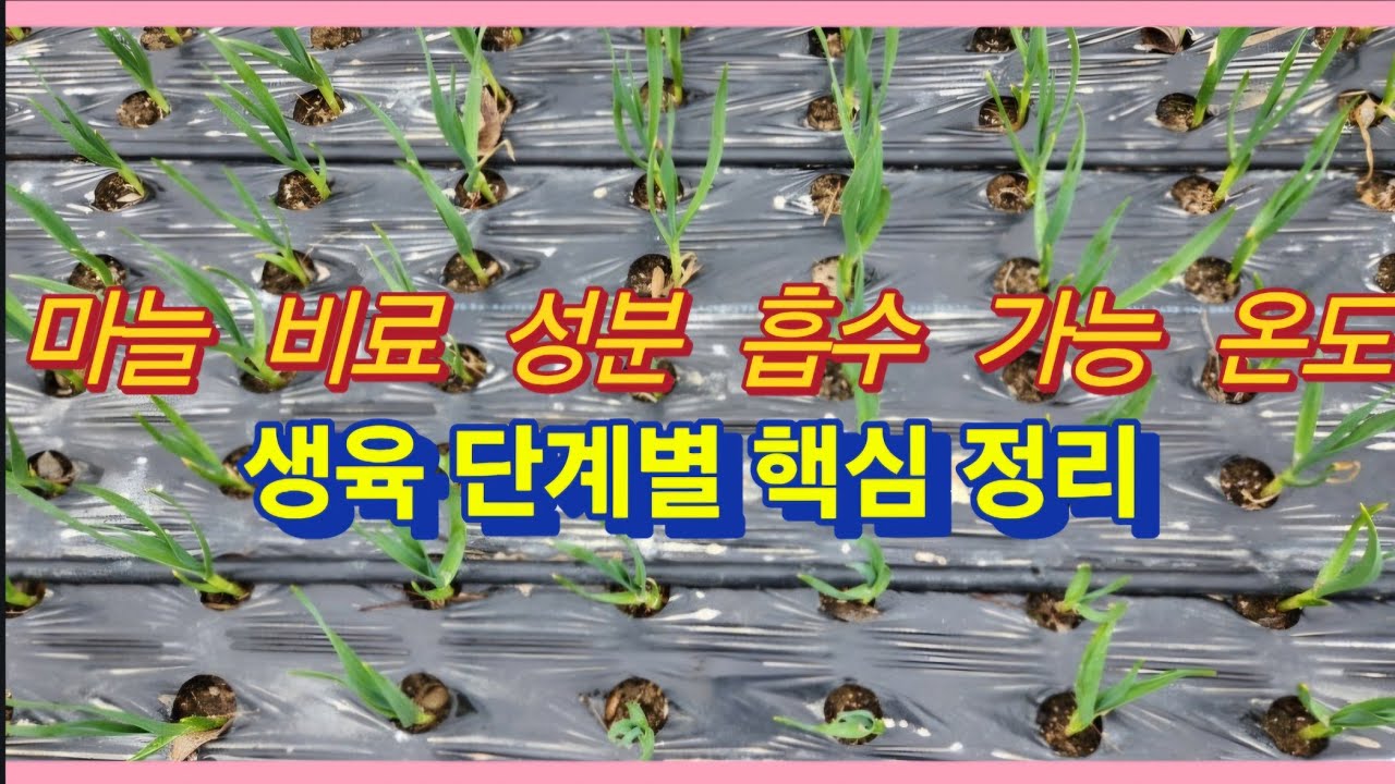 마늘 비료 성분 흡수 가능 온도 및 생육 단계별 적정 온도 핵심 정리(농사의신)