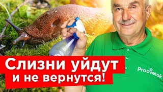 СЛИЗНИ НЕ ПЕРЕЗИМУЮТ, если посыпете почву этим удобрением осенью!