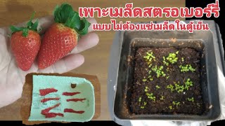 ทดลองเพาะเมล็ดสตรอเบอร์รี่ 🍓🍓🍓 แบบไม่ต้องแช่เมล็ดในตู้เย็น ไม่น่าเชื่อ งอกง่ายๆ (10 Apr. 22)