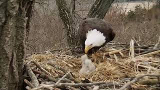 Decorah Eagles 4-12-19, 5:45 pm feeding