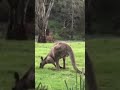 Big kangaroo feeding