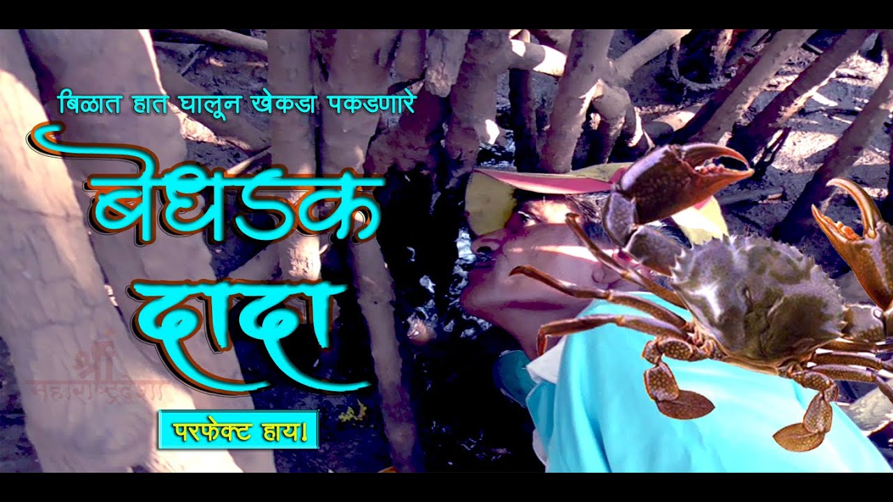 बिळात हात घालून खेकडा ( कुर्ली ) पकडणारे बेधडक दादा । श्री महाराष्ट्रदेशा