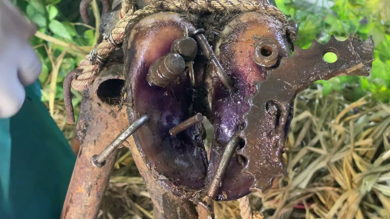 Cow in Pain! Nail Trap! 😮 Satisfying Cleaning This Cow’s Hoof! 