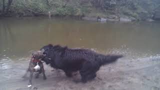 Young Newfoundland chases Staffordshire Terrier