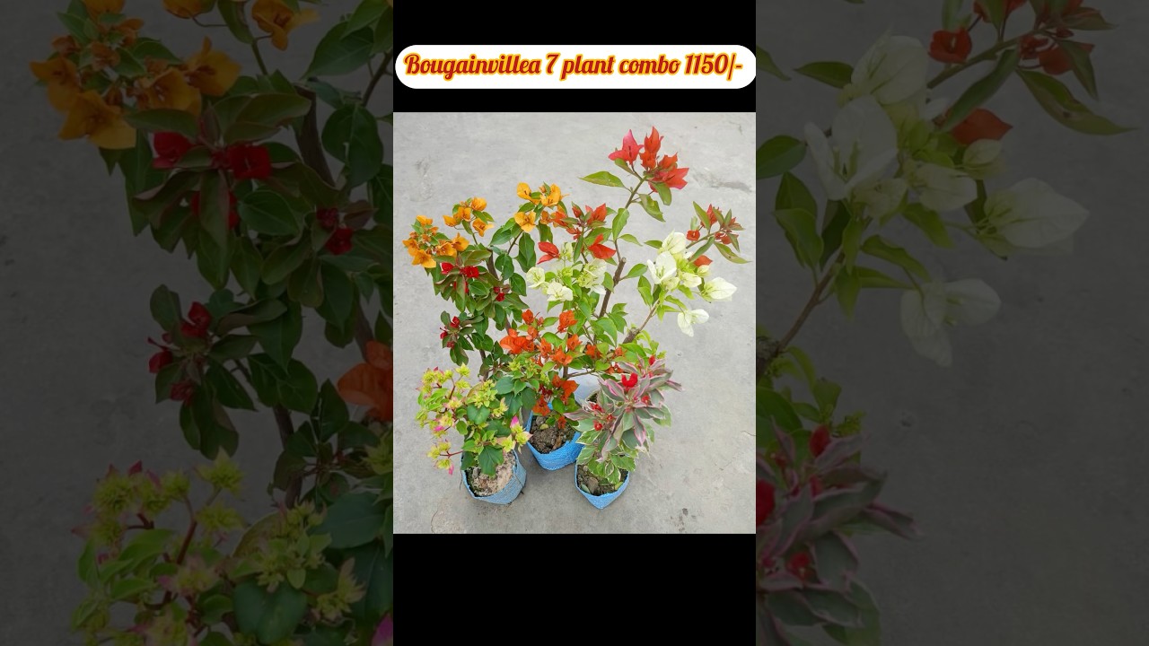 Wp.no. 95183 76386 Bougainvillea plant combo available