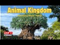  live  animal kingdom morningl live stream     walt disney world  2292024