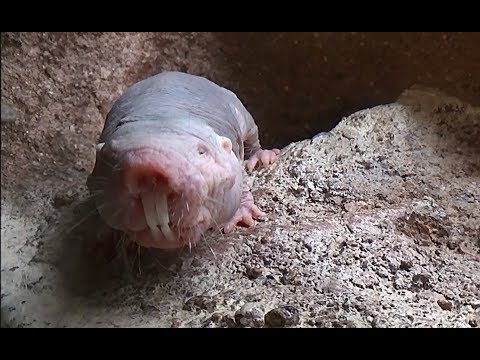 La rata topo desnuda.Increible animal