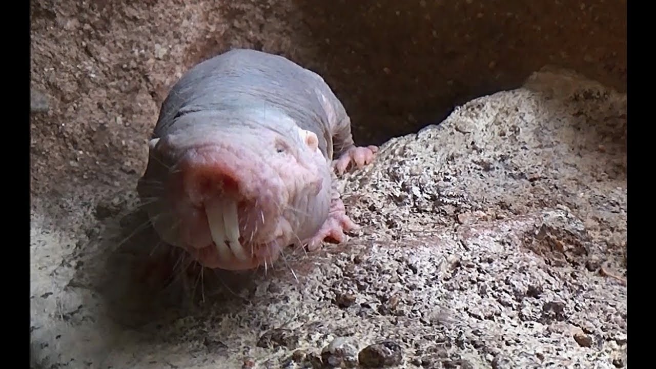 La Rata Topo Desnuda Increible Animal Youtube