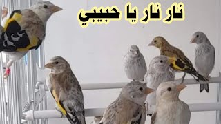 أقوى بتبته حسون تهيج وتهبل الحسون الساكت نار نار نار يا حبيبي نااار بتبته وستسته حسون