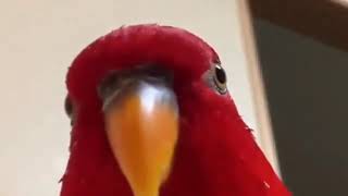 red bird (красный попугай)-мем