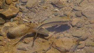 1060711七堵瑪陵坑溪馬口魚交配1