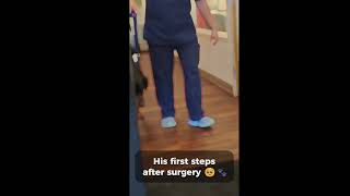 Bubba first steps after surgery