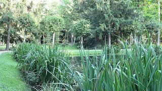 3 hours! Green park pond Soothing birdsong Video for relaxation and relaxation by Звуки природы Павел Relaxik 1,461 views 5 months ago 3 hours, 4 minutes