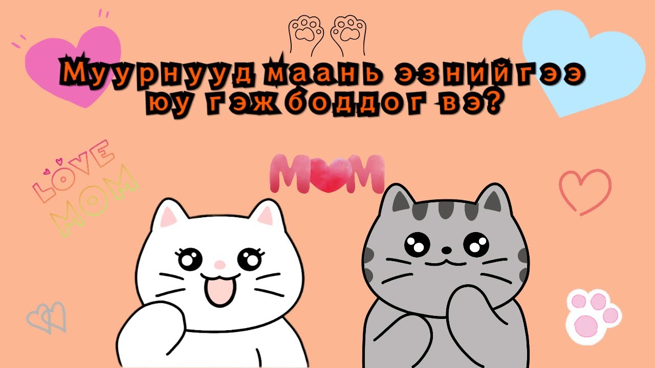 Муурнууд маань эзнийгээ юу гэж боддог вэ?(Муурны биеийн хэл part2)