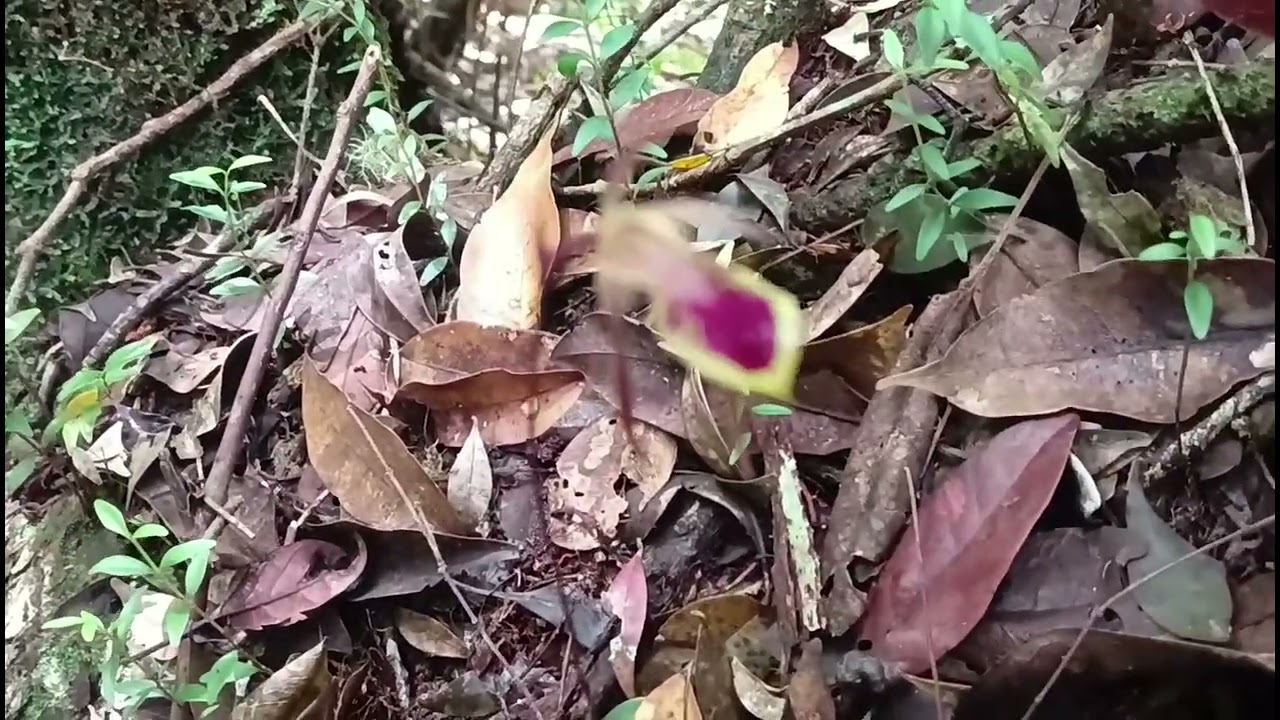 anggrek langka ini hanya tumbuh di hutan tertentu..