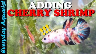 Adding Cherry Shrimp To a Betta Tank | Nano Aquarium