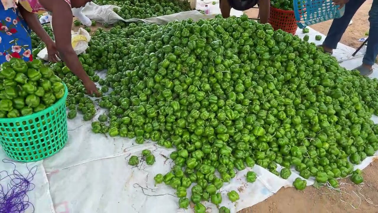Our Second Green Bell Pepper Harvest | Jubert Farms Documentary 🌱🫑
