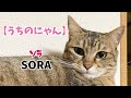 【猫紹介】うちのにゃん ソラ Ver.
