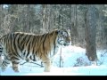 Russian Siberian Tiger - the Biggest and Strongest Cat in the world. Weight up to 500kg!