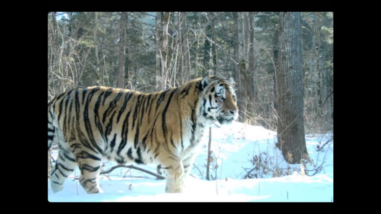 Russian Siberian Tiger - the Biggest 