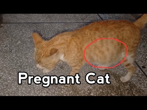 My Cat got