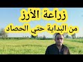 Rice Cultivation From Start To Harvest And Important Pre Planting Procedures