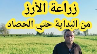 زراعة الأرز من البداية وحتي الحصاد ومعاملات هامة قبل الزراعة