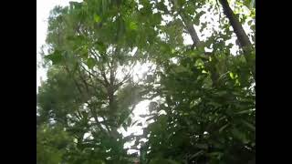 MVI_4803.AVI
