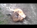 Two cats-brothers playing