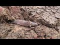 Viral Video find Fish in Underground Hole on Dry Season 2020_Technic Fishing
