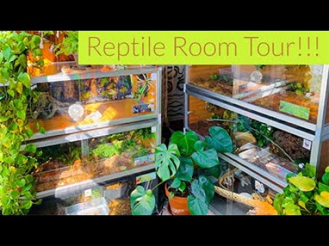 Reptile Room Tour Video October 2020!
