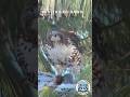 Philly's Most Efficient Predator 🦅 #wildlife #philadelphia #shorts