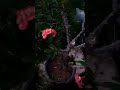 علشان الشوك اللى فى الورد بحب الورد