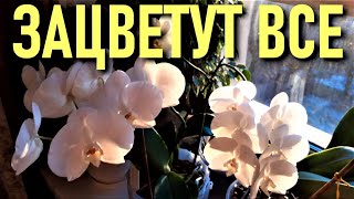 видео: ПОЛИЦИЯ ОРХИДЕЙНЫХ НРАВОВ: КУПАНИЕ ОРХИДЕЙ ПОД КРАНОМ, ОПРЫСКИВАНИЕ - РЕЗУЛЬТАТ ОТ ИЗМЕНЕНИЙ 100%!!! картинка: ПОЛИЦИЯ ОРХИДЕЙНЫХ НРАВОВ: КУПАНИЕ ОРХИДЕЙ ПОД КРАНОМ, ОПРЫСКИВАНИЕ - РЕЗУЛЬТАТ ОТ ИЗМЕНЕНИЙ 100%!!!