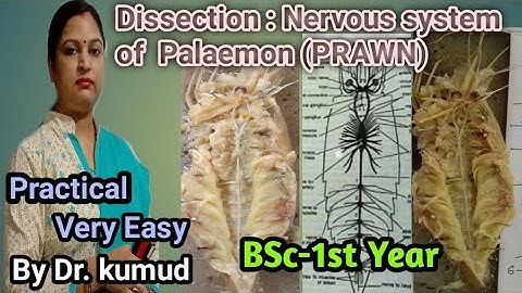 #Dissection#Prawn#Nervous system of Palaemon(Prawn)#BSc-1 Year/STD PG College Kadipur