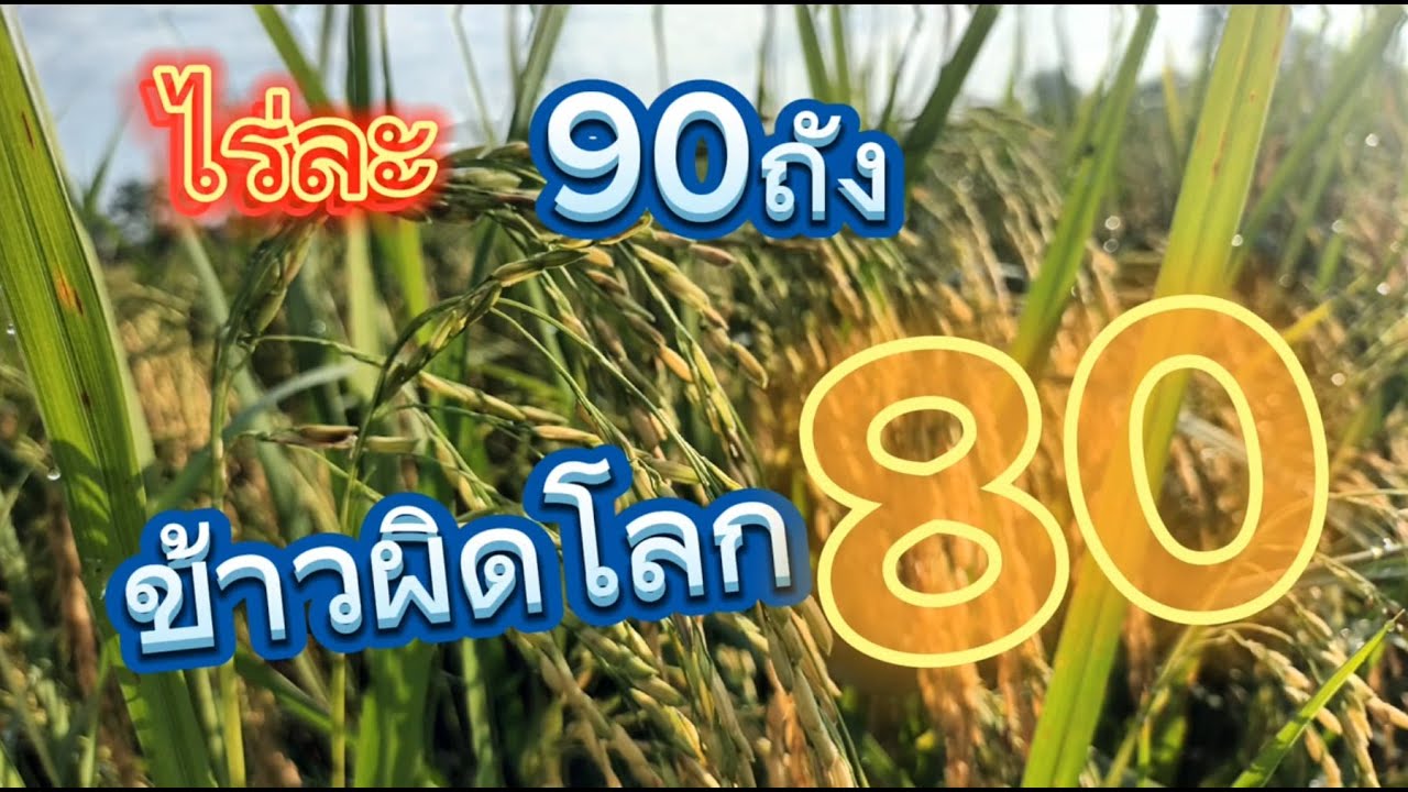 ข้าวพิดโลก 80 VS ข้าว 67 ไร่ละ1ตัน (แชมป์) EP2  [ บ้านนา สวนไร่ ]