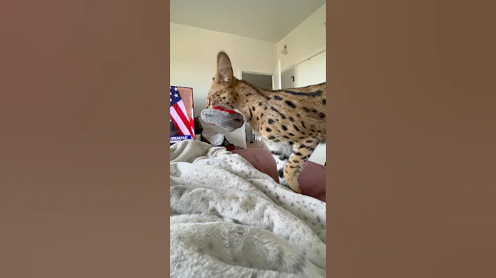 Video 10867221: serval cat playing, wild african serval, servals love, meowing feline, kitty cat, cat playing fetch, cat dog playing