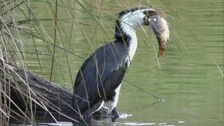 Little Pied Cormorant Or Little Pied Shag Caught A Fish ！
