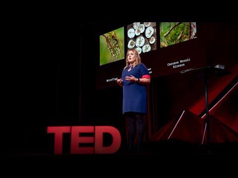 How we&rsquo;re using DNA tech to help farmers fight crop diseases | Laura Boykin