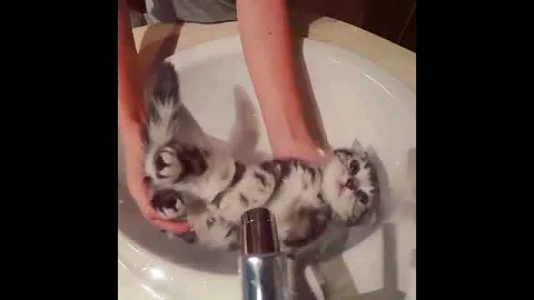 Video 3041041: cats lover animals dogs, cat animals lover funny, funniest cats