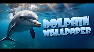 dolphin wallpaper #dolphin screenshot 4