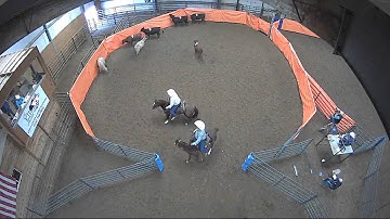 Big Sky Ranch Sorting Saddle Series #3 - Open H/C - Round #2 - Ride #9