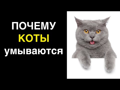 Почему коты умываются – 4 основные причины из-за которых кошки вылизываются