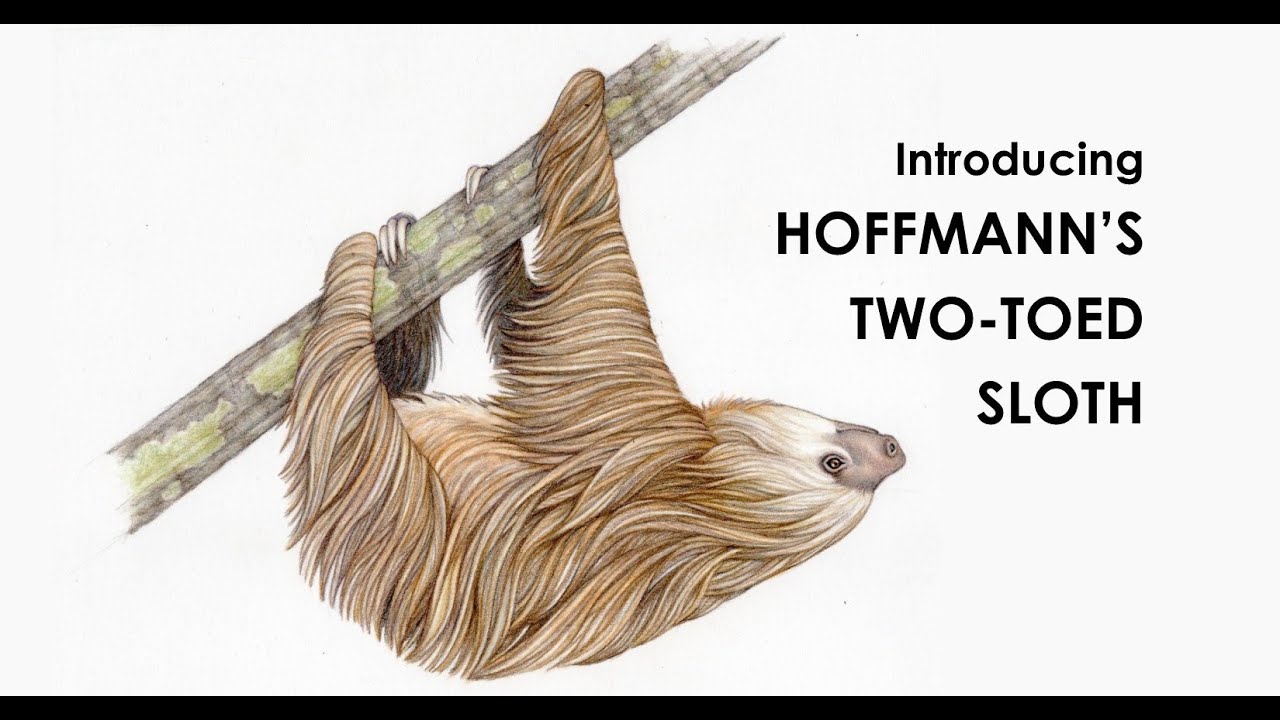 Sloth--A Nature Tale by THE CURIOUS PANGOLIN