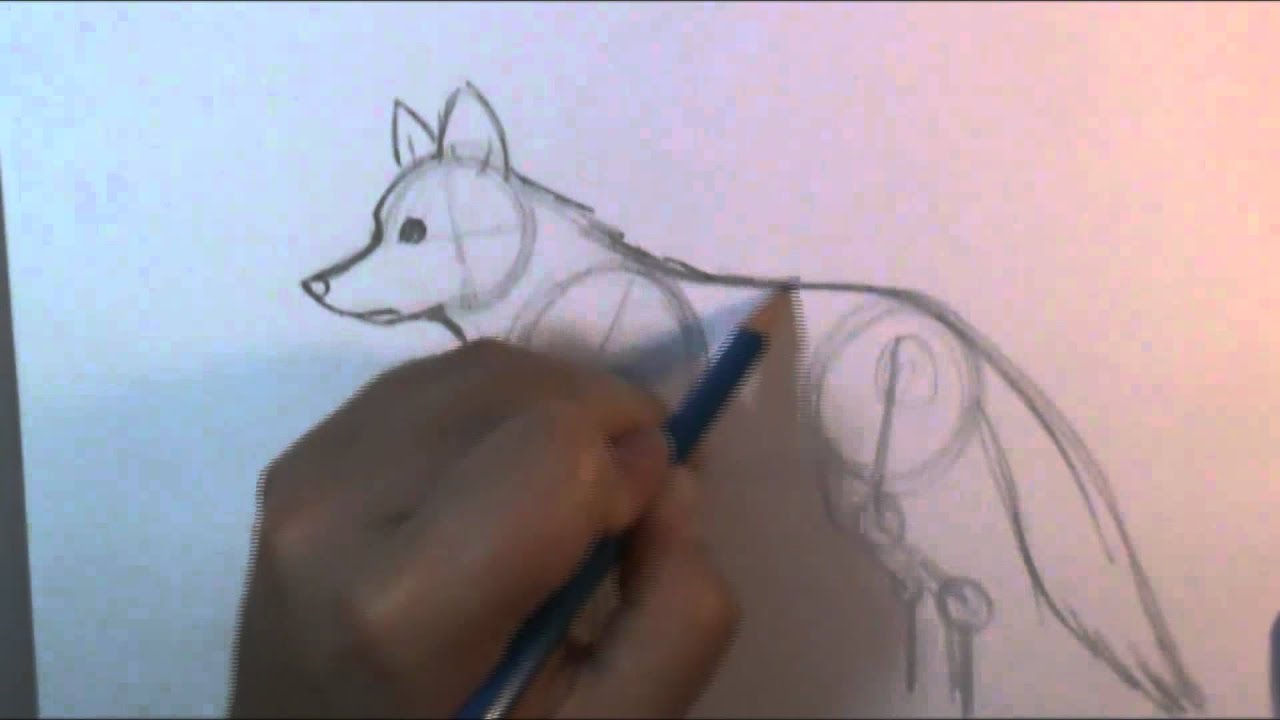 How to draw a wolf body - YouTube