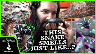 TOURING THE COOLEST REPTILE BREEDING FACILITY IN FRANCE! Part 1  Colubrids, Geckos, and More!