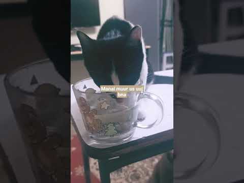 Видео: Муур яагаад чихэндээ халаастай байдаг вэ?